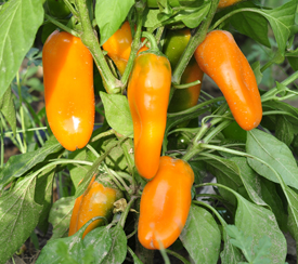 Yummy snack peppers